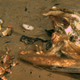 Imagen para el artículo titulado Arrojan tres caimanes muertos al fondo del mar para ver cómo los devoran. El resultado es fascinante